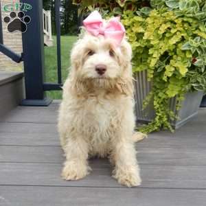 Cockapoo Puppies for Sale - Greenfield Puppies