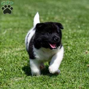 Raeden, Akita Puppy