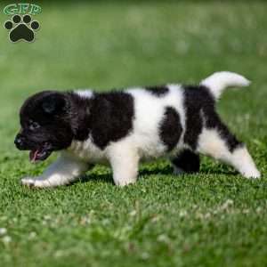 Raeden, Akita Puppy