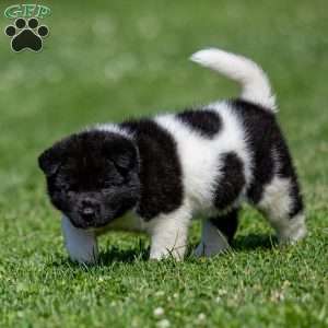 Raeden, Akita Puppy