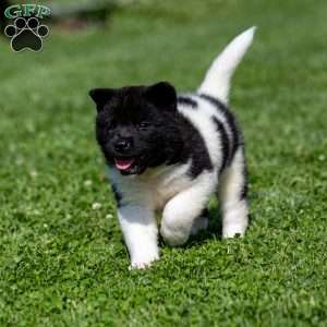 Raeden, Akita Puppy