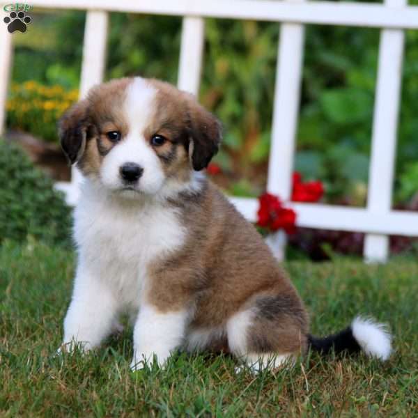 Raggie Ann, Bernese Mountain Dog Mix Puppy