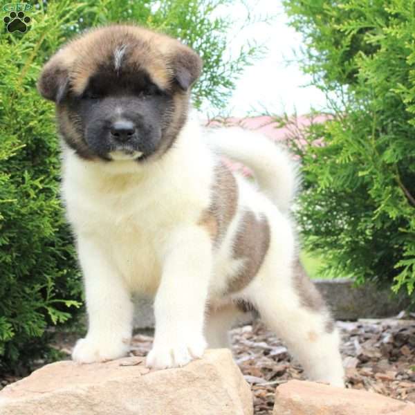 Rain, Akita Puppy