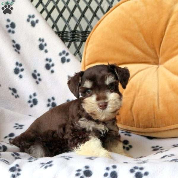 Raine, Miniature Schnauzer Puppy