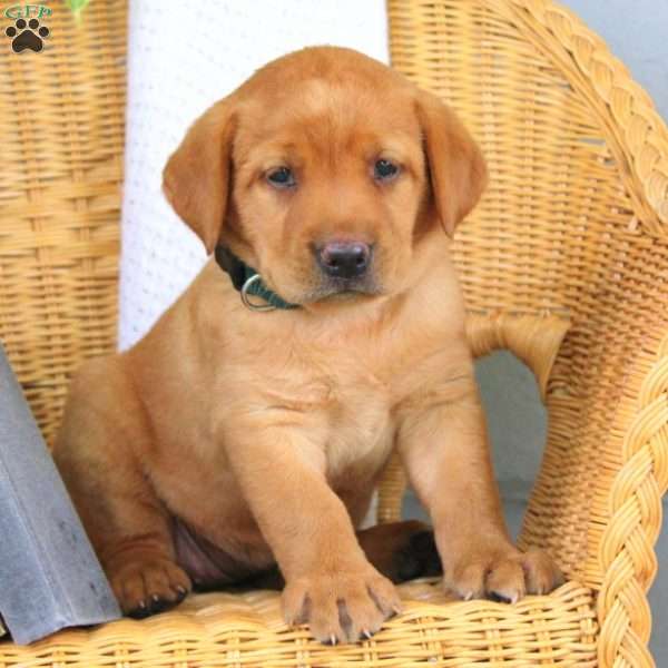 Raine, Fox Red Labrador Retriever Puppy