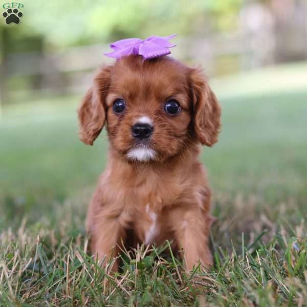 Rally, Cavalier King Charles Spaniel Puppy