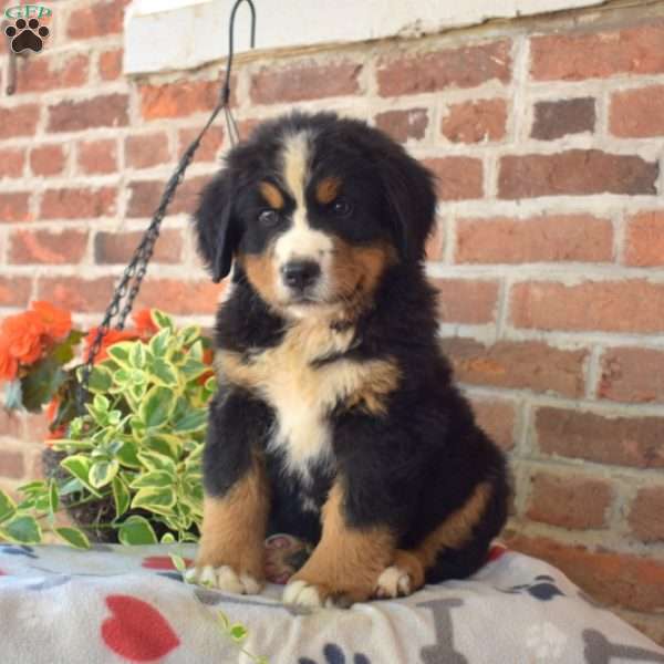 Rambo, Bernese Mountain Dog Puppy