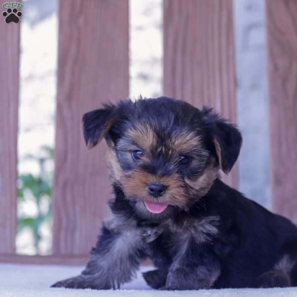 Rambo, Yorkie Poo Puppy