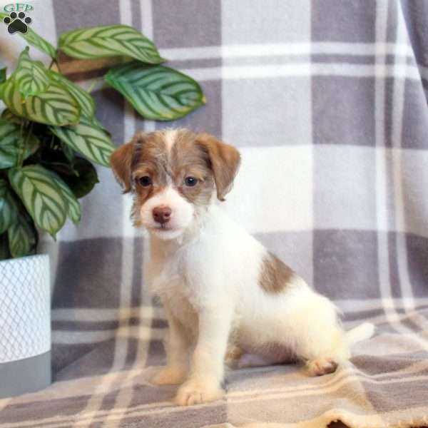 Ranger, Jack Russell Mix Puppy