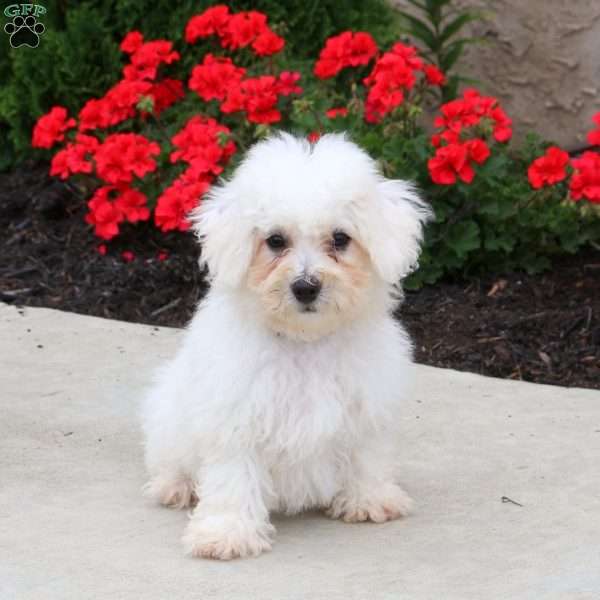 Ranger, Bichon Frise Puppy