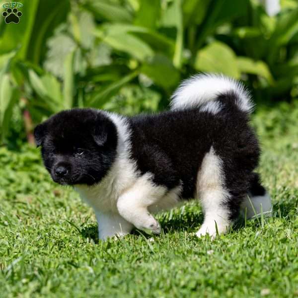 Ransom, Akita Puppy