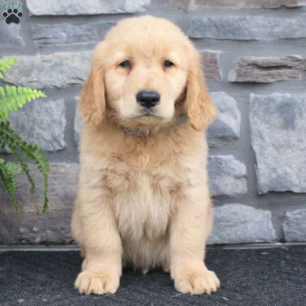 Raptor, Golden Retriever Puppy