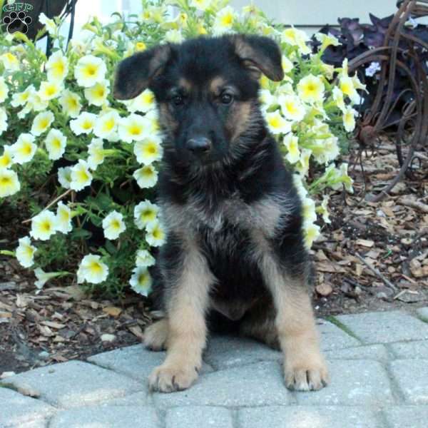 Rascal, German Shepherd Puppy