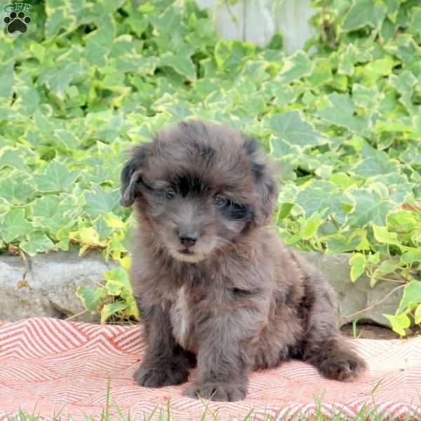 Rascal, Mini Aussiedoodle Puppy