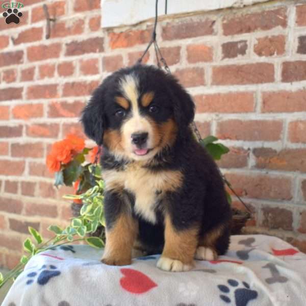 Raven, Bernese Mountain Dog Puppy