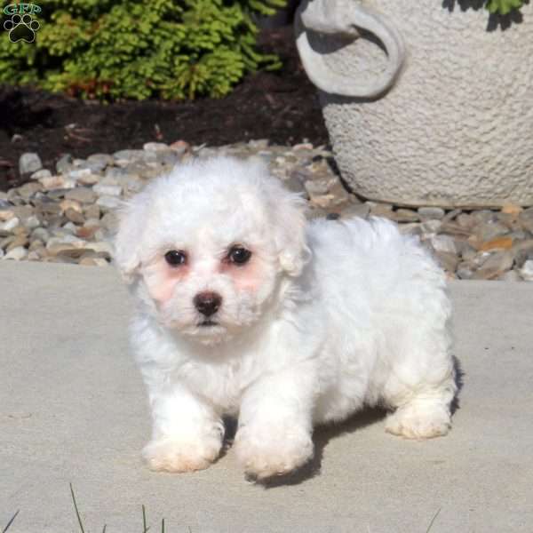 Raven, Bichon Frise Puppy