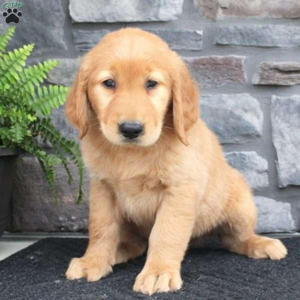 Ray, Golden Retriever Puppy