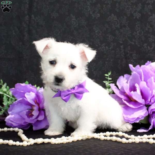 Rayna, West Highland Terrier Puppy