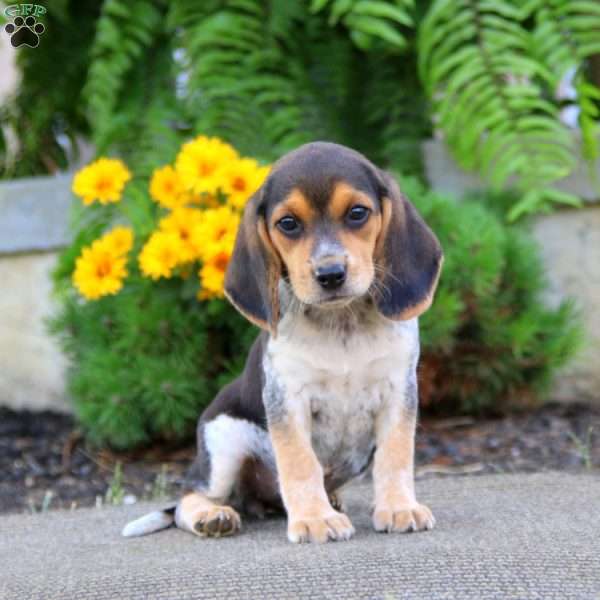 Rayna, Beagle Puppy