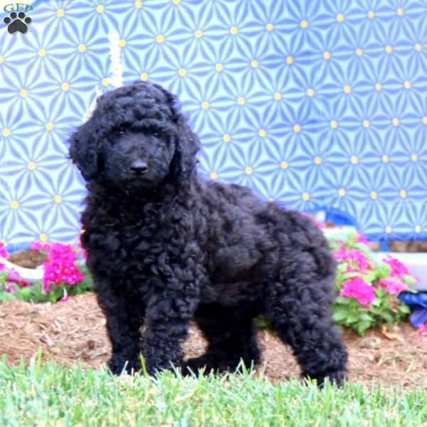 Rayna, Standard Poodle Puppy