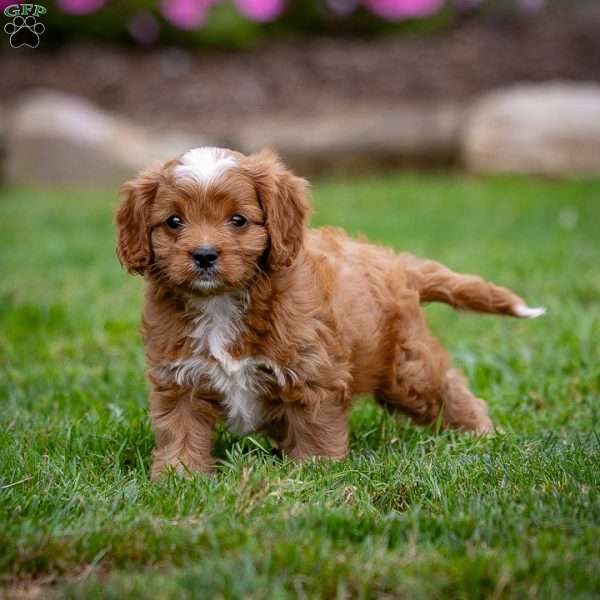 Reagan, Cavapoo Puppy