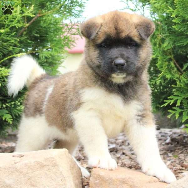 Rebecca, Akita Puppy