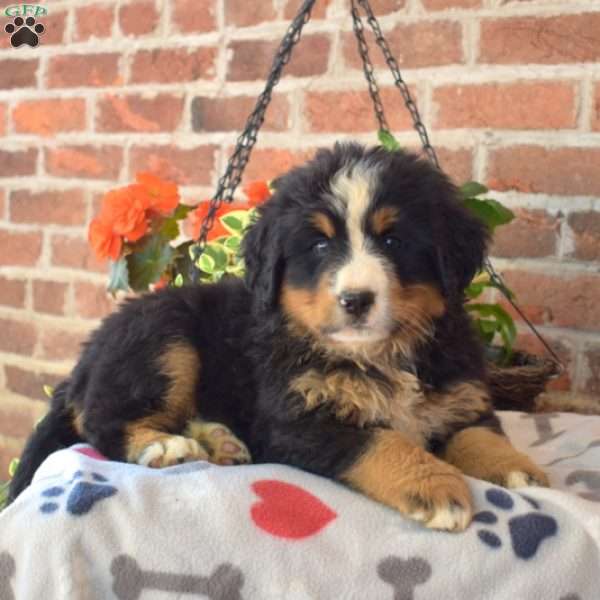 Rebel, Bernese Mountain Dog Puppy