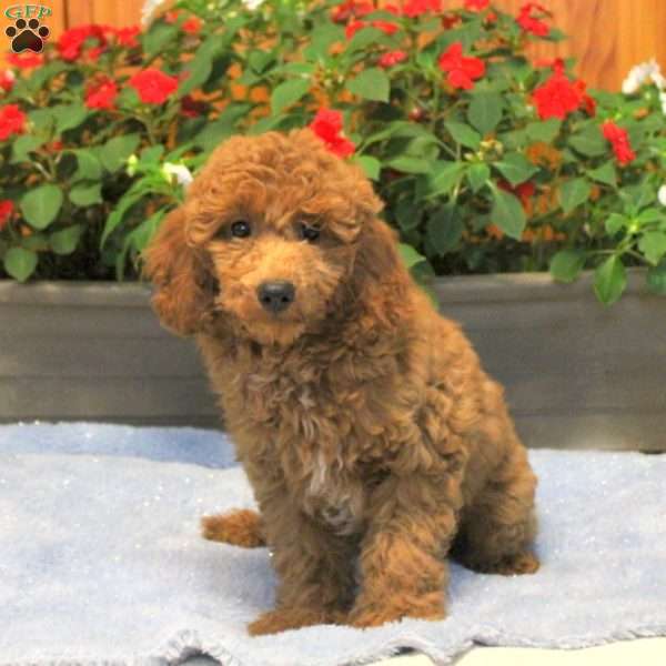 Reddie, Miniature Poodle Puppy