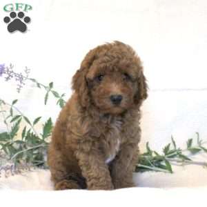 Reddie, Miniature Poodle Puppy