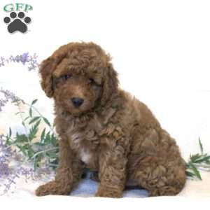 Reddie, Miniature Poodle Puppy