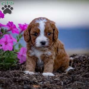 Reese, Cavapoo Puppy