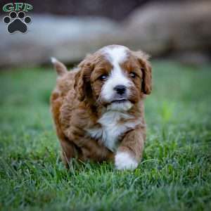 Reese, Cavapoo Puppy