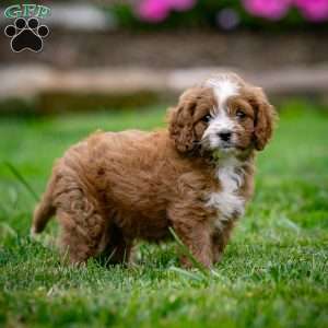 Reese, Cavapoo Puppy