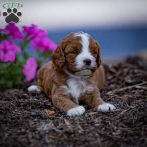 Reese, Cavapoo Puppy