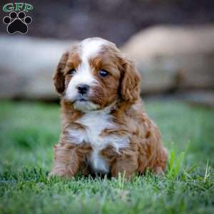 Reese, Cavapoo Puppy