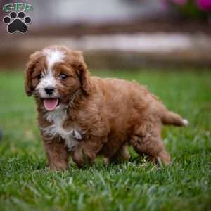 Reese, Cavapoo Puppy