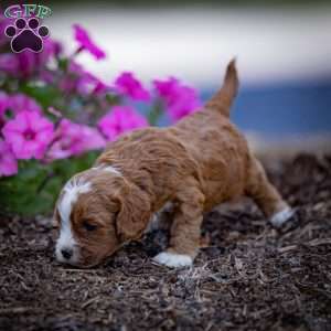 Reese, Cavapoo Puppy