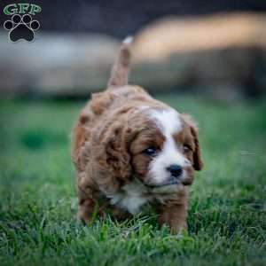 Reese, Cavapoo Puppy