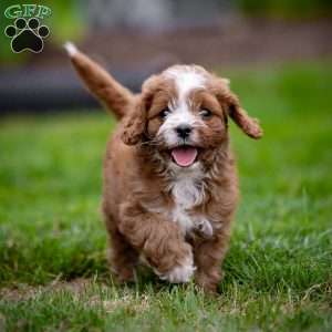 Reese, Cavapoo Puppy