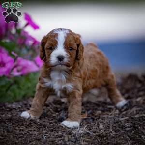 Reese, Cavapoo Puppy