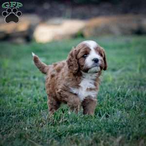 Reese, Cavapoo Puppy