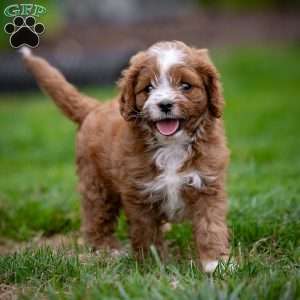 Reese, Cavapoo Puppy