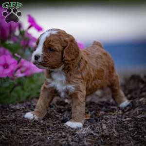 Reese, Cavapoo Puppy