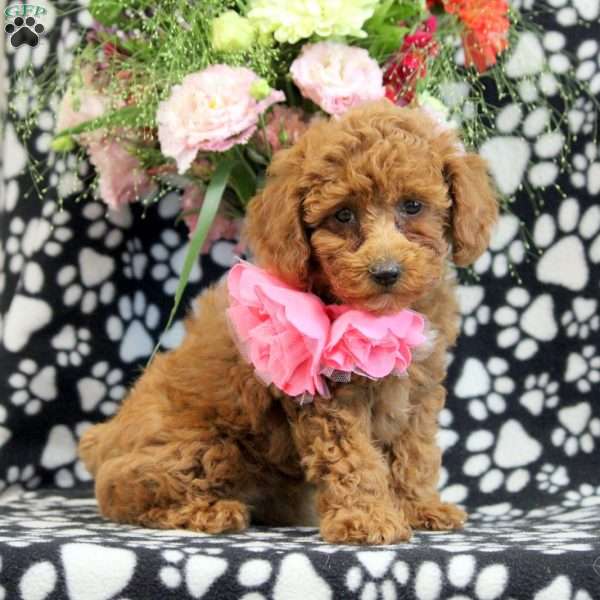 Reese, Miniature Poodle Puppy