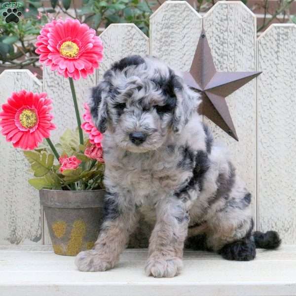 Reggie, Mini Goldendoodle Puppy