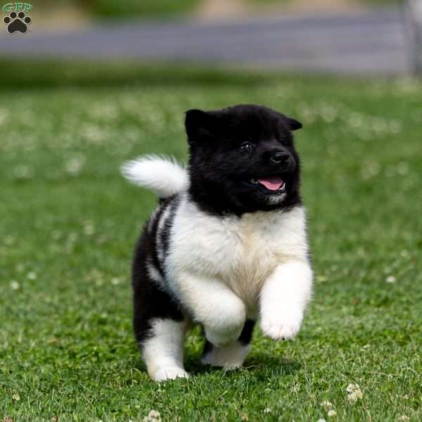 Reizo, Akita Puppy