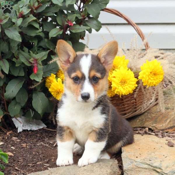 Remi, Pembroke Welsh Corgi Puppy