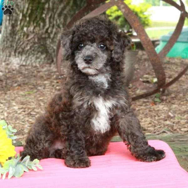 Rex, Miniature Poodle Puppy