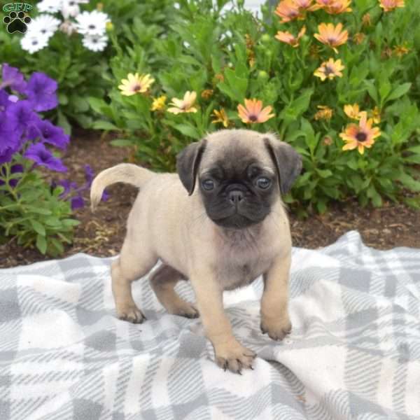 Rex, Pug Puppy