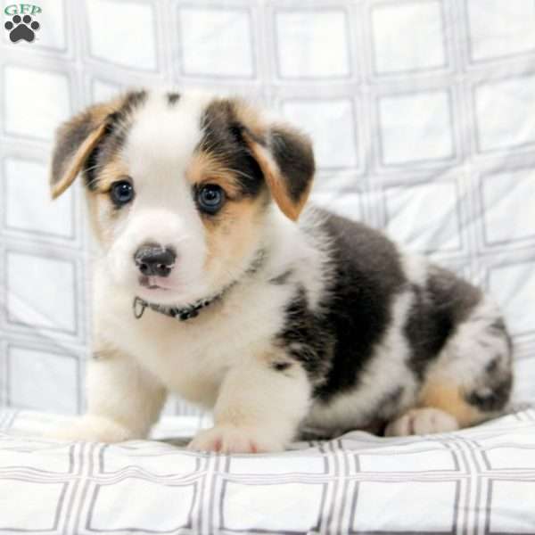 Rex, Pembroke Welsh Corgi Puppy